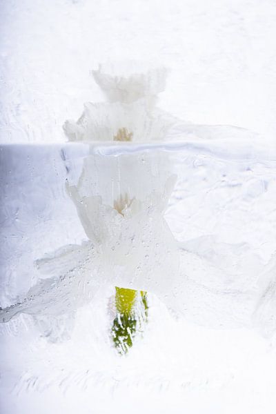 Weiße Narzissen in Eis 2 von Marc Heiligenstein