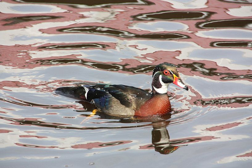 Canard par Marianne van den Bogaerdt