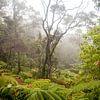 Regenwald auf der Insel Hawaii von Ellis Peeters