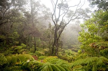 Regenwald auf der Insel Hawaii von Ellis Peeters