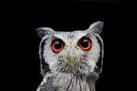 concentrated owl
