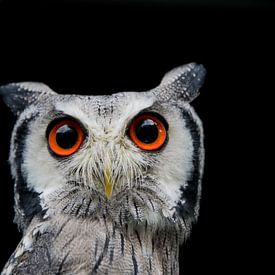 concentrated owl by Mika Leinders