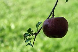 Apfelliebe von Josef Rast Fotografie
