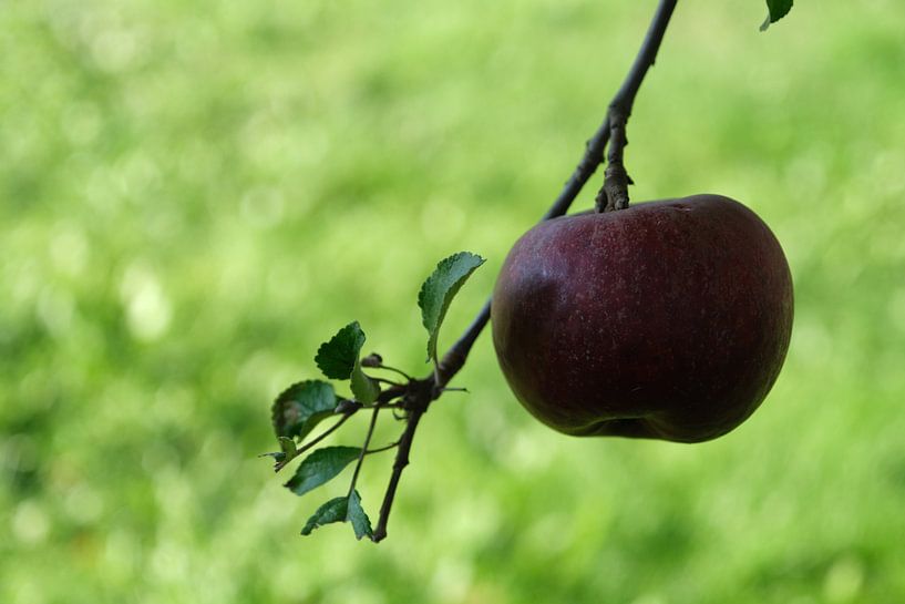 Apple Love by Josef Rast Fotografie