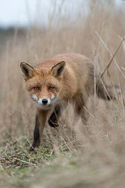 Red Fox ( Vulpes vulpes ), cunning fox, curious adult, running through dry high reed grass, seems to