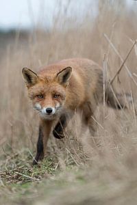 Red Fox ( Vulpes vulpes ), cunning fox, curious adult, running through dry high reed grass, seems to sur wunderbare Erde