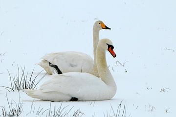 Zwanen van Paul van Gaalen, natuurfotograaf