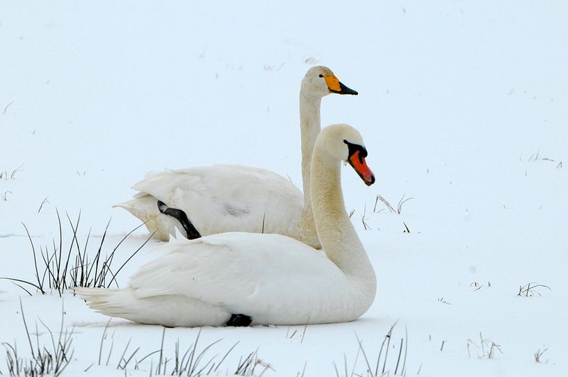 Swans by Paul van Gaalen, natuurfotograaf