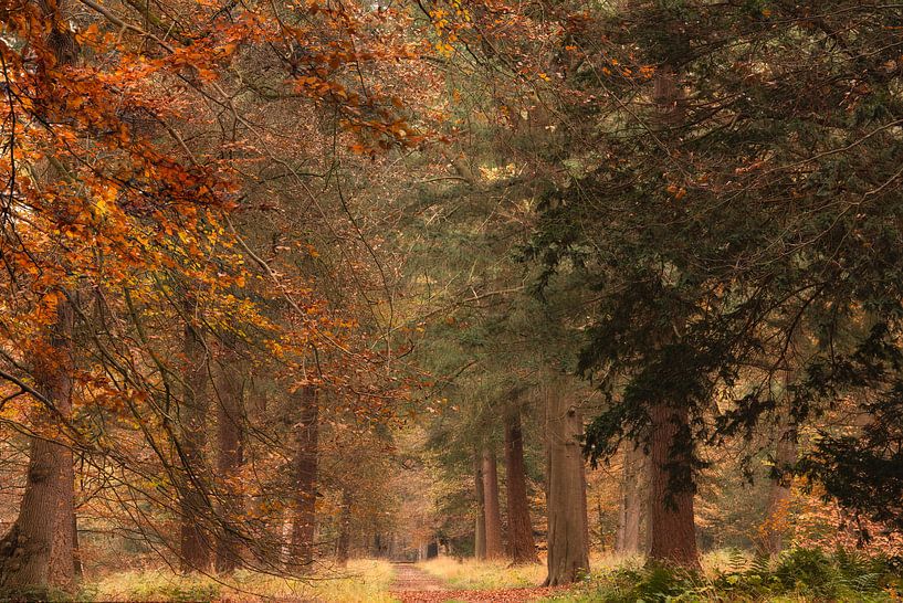 Voie d'automne par Francis Dost