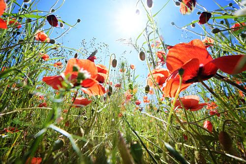 Corn poppy (Papaver rhoeas) with vibrant red flowers on a meadow under a sunny blue sky, copy space,
