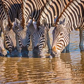 Group of Zebras drinking from a water source by Chris Stenger