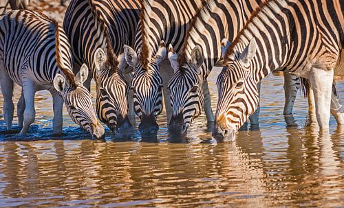Groepje Zebra's dinkend uit een water bron