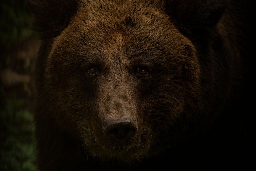 Berekop par Michael van Eijk