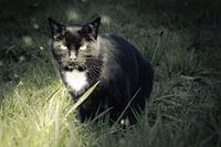 Cat in the light