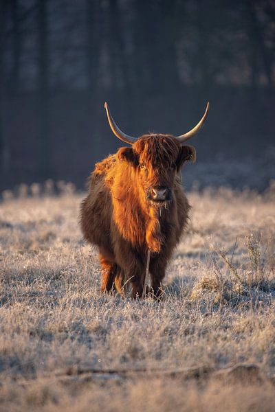 Scottish highlander by Jesper Oosterlaak