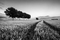 The Johannes Kerkhoven polder in black and white by Henk Meijer Photography thumbnail