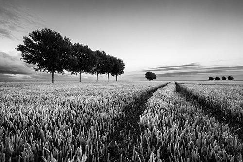 The Johannes Kerkhoven polder in black and white