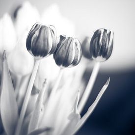 3 Tulpen by Erik Rudolfs