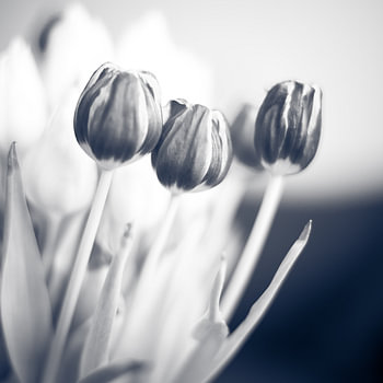 3 Tulpen