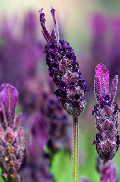 Lavendel von Johan Verbon