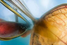 Dalmatian Pelican fishing by AGAMI Photo Agency