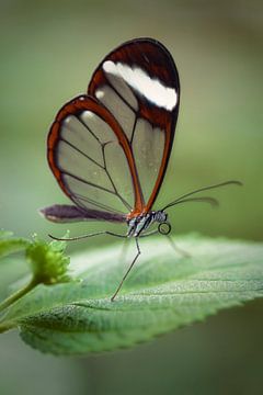 Glass butterfly by Jan van der Knaap