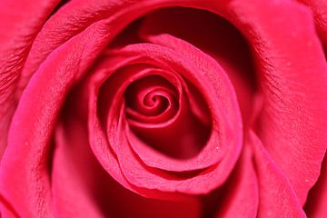 Macro van een rode roos van Anna van Leeuwen