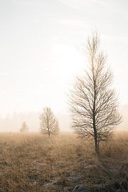 Duurswouder Heide im Winter bei Sonnenaufgang - Ein Triptychon von Fenna Duin-Huizing
