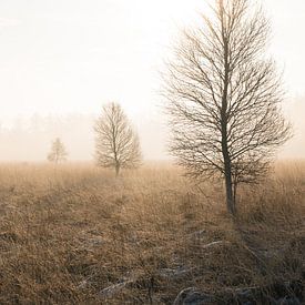 La lande de Duurswouder en hiver au lever du soleil - Un triptyque sur Fenna Duin-Huizing