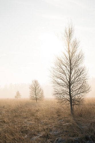 Duurswouder heide in de winter bij zonsopgang - Een drieluik