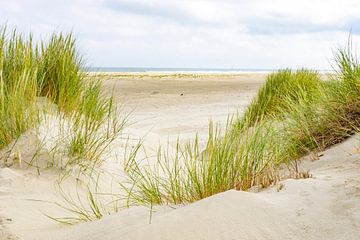 Dünengras in den Sanddünen am Strand der Insel Terschelling von Sjoerd van der Wal