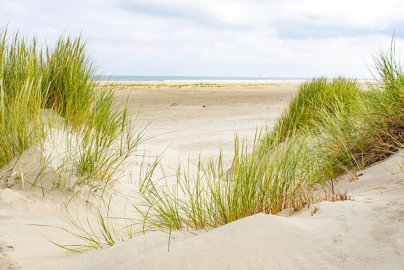 Dune herbe dans les dunes de sable à la plage de l'île de Terschelling par Sjoerd van der Wal Photographie