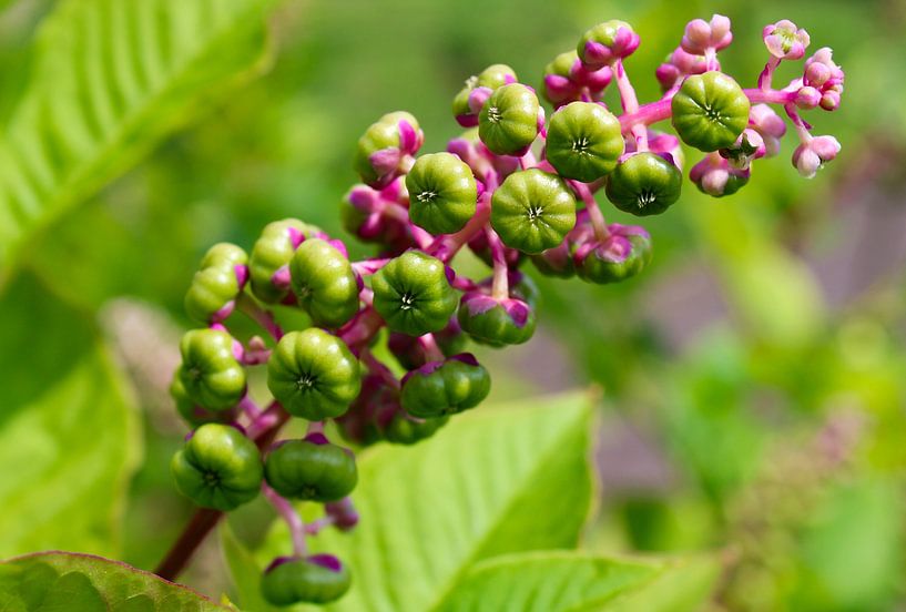 Carmelberry par Patty de Graaf