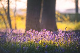 Neigembos - Des jacinthes des bois dans la lumière dorée du matin
