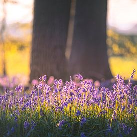 Neigembos - Boshyacinten in het gouden ochtendlicht van Daan Duvillier | Regio in de Kijker