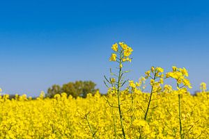 Blühendes Rapsfeld und Bäume bei Parkentin im Frühling