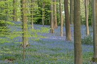 Les jacinthes des bois à Brakelbos