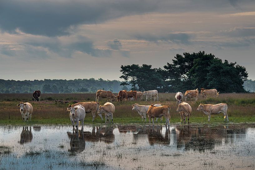 Kudde koeien in natuurgebied van jowan iven
