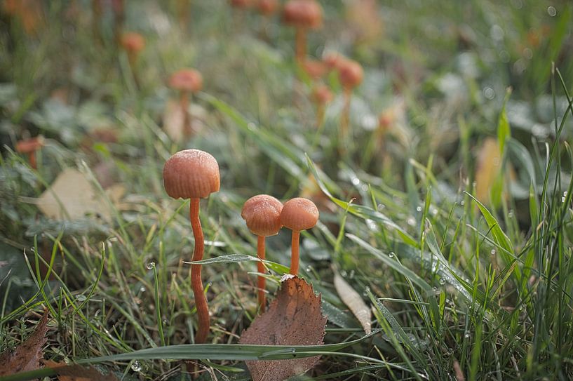 Delicate paddenstoelen filigraan op de bosgrond van Martin Köbsch