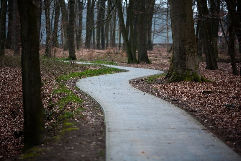 Chemin forestier par Jim van Iterson