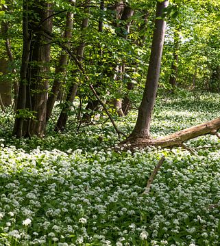 Blooming wild garlic in a Brussels park van Werner Lerooy