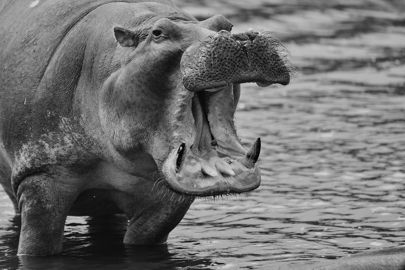 Hippo in black and white by Jeremy Duvekot
