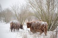 Schotse hooglanders in de sneeuw van Alvin Aarnoutse thumbnail