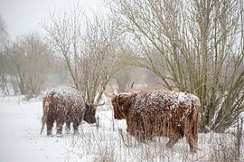 Scottish Highlanders in the snow by Alvin Aarnoutse