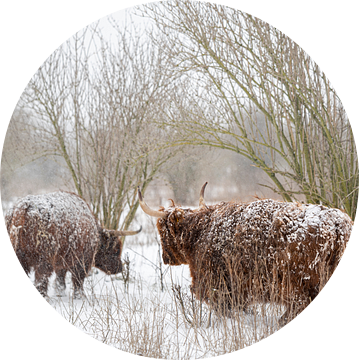 Schotse hooglanders in de sneeuw van Alvin Aarnoutse