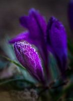 Detailed Crocus 2