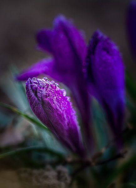 Krokus in detail 2 van Hans Soowijl