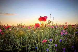 Wildblumen