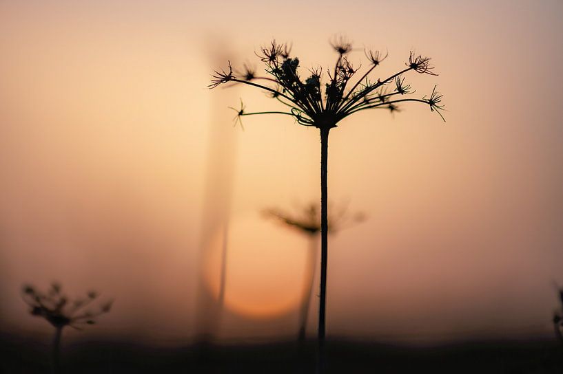 palm trees under the Sahara sun by Tania Perneel