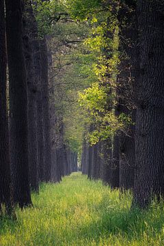 Forest avenue overgrown with grass by Coen Weesjes